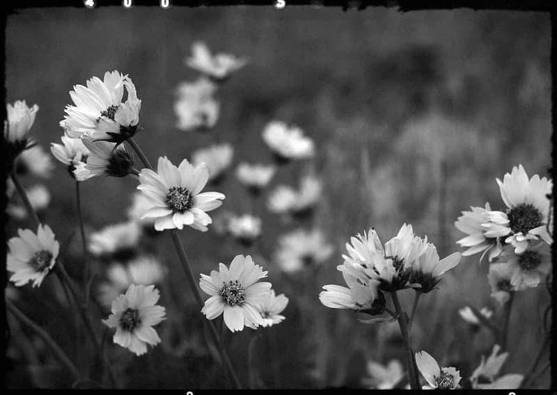 120 Medium Format B&W